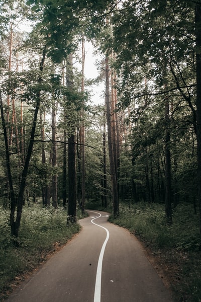 布朗绿树白天之间的道路
